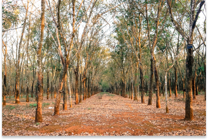 Indian rubber prices more or less steady, production peaking