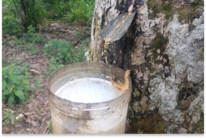 Indian natural rubber prices slide