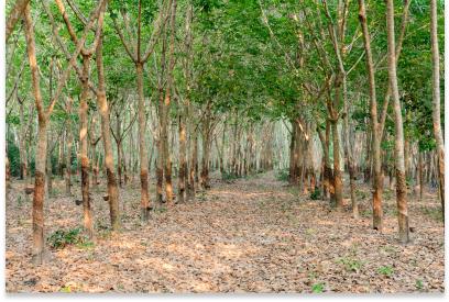 More natural rubber production to come from Africa