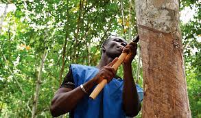 Setting ground for African rubber industry to grow