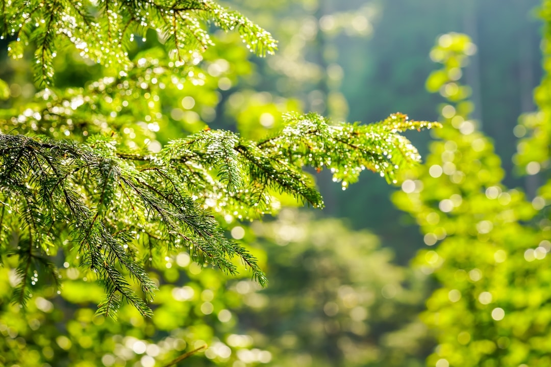 EUDR: EC mandates due diligence for all in rubber supply chain except SMEs