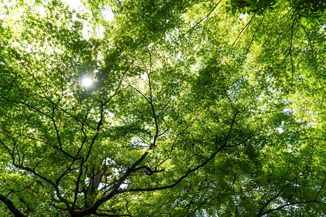 Price rise keeps Indian rubber production buoyant in 2024