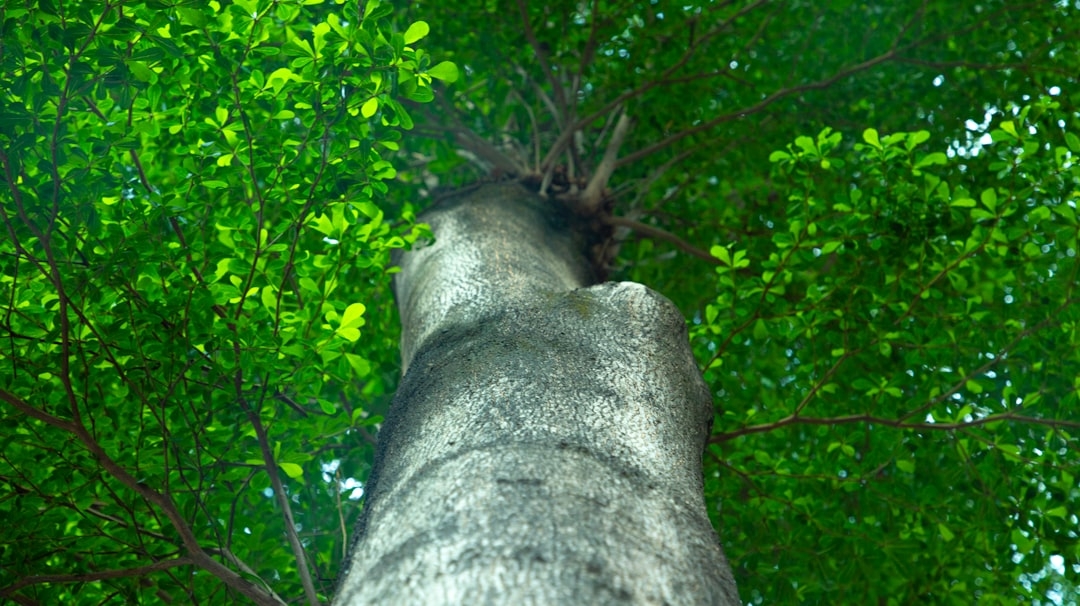 Tire industry faces over-capacity as mid-range players build factories