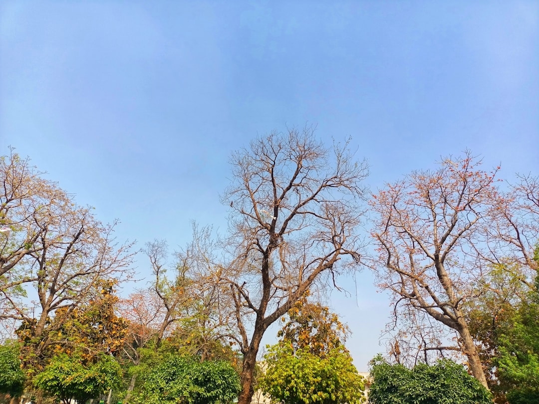 Rising Domestic Pull and Price Strength Reshape Cambodian Rubber