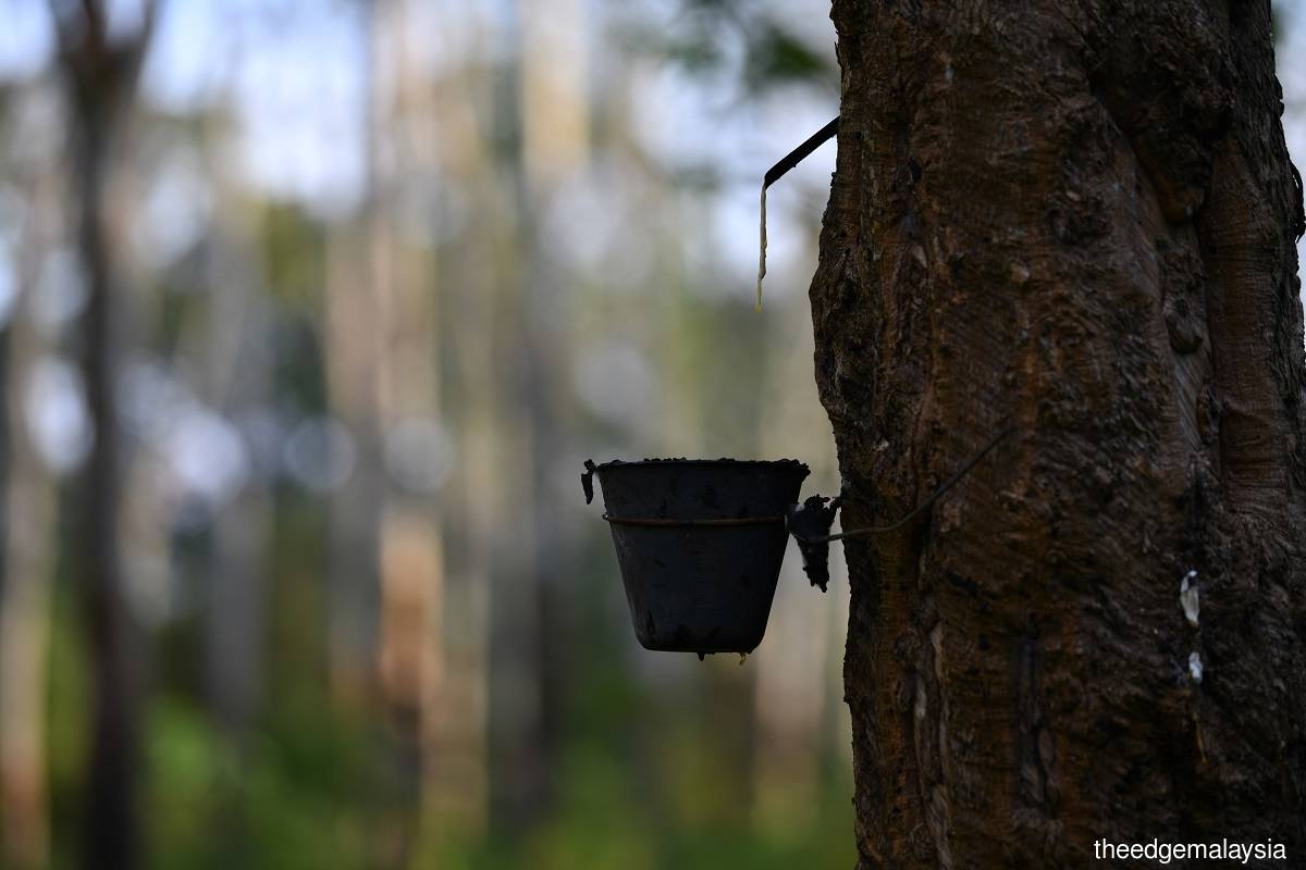 DOSM: Malaysia’s natural rubber production down 20.8% in January 2025