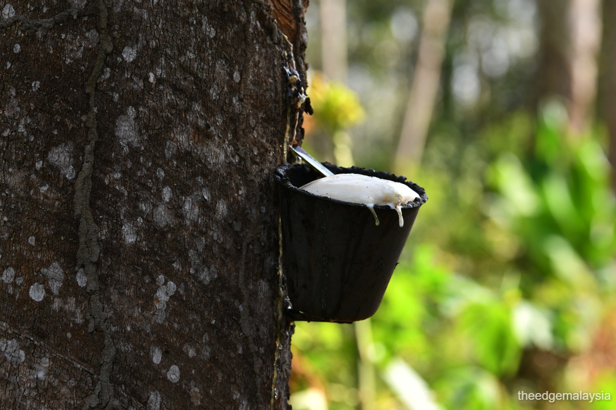 Rubber market expected to trade slightly lower on sluggish demand next week