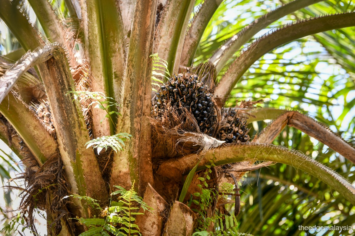 No decision yet on EUDR low-risk status for Malaysian palm oil, benchmarking ongoing, says envoy