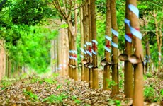 Vietnam’s rubber industry goes green
