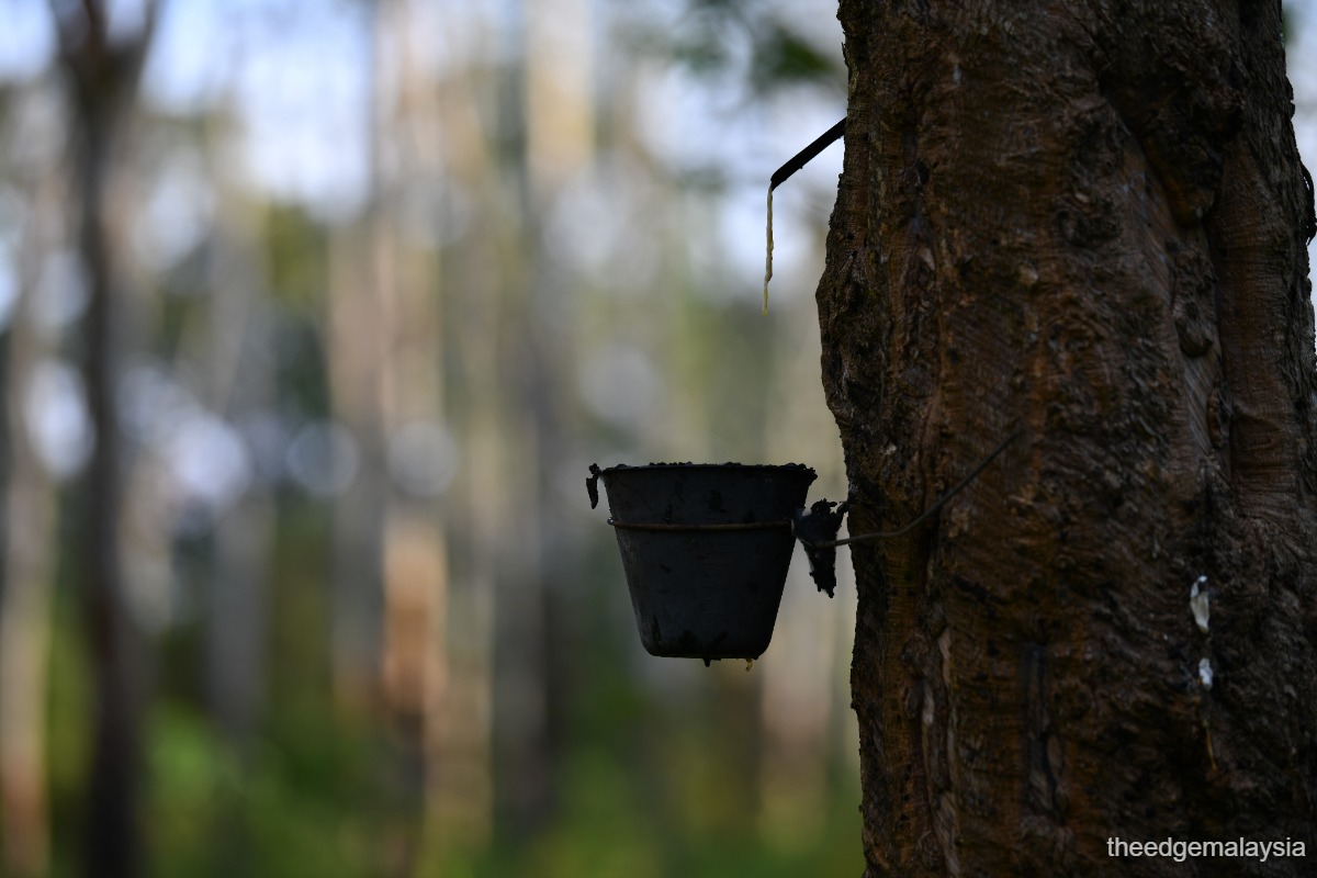 Opinion: Roots of rubber, tears of the forgotten